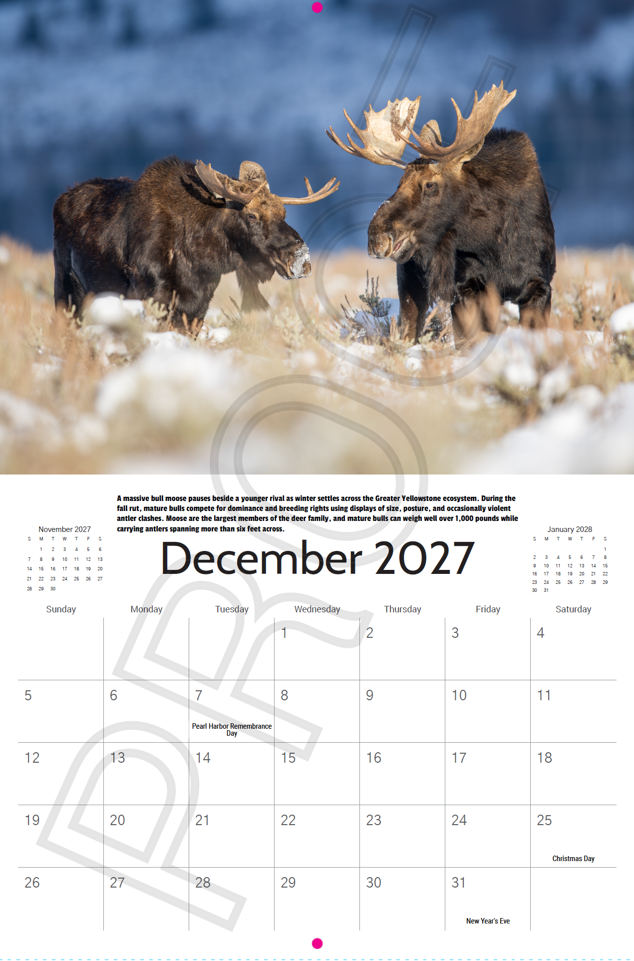 Two bull moose competing during the fall rut in Grand Teton National Park featured in the 2027 Wildlife Photography Calendar.