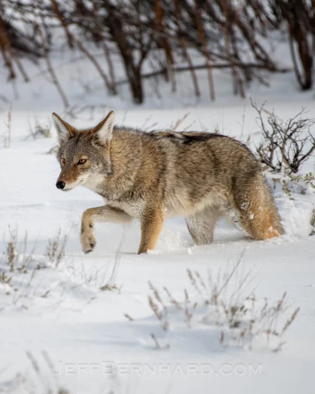 Grizzly Bear 399 with Cub Sticker – Vinyl, 3×2.92 inches